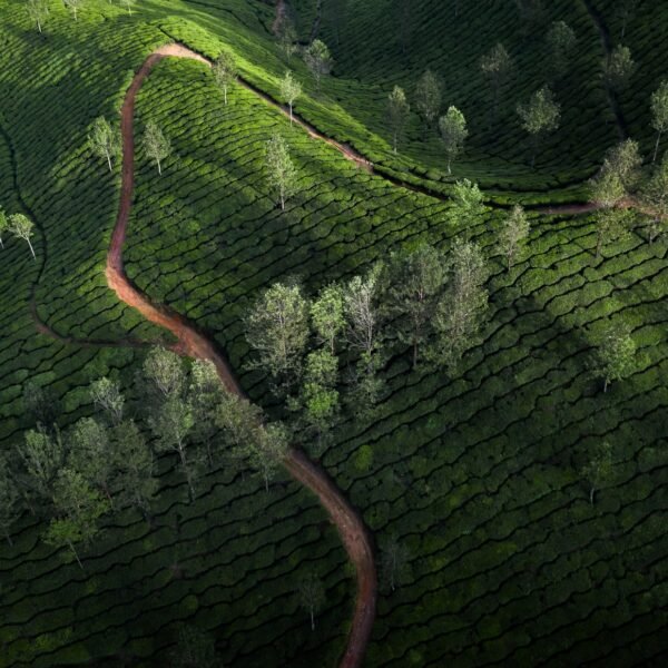 Beautiful tea plantation landscape in the morning.