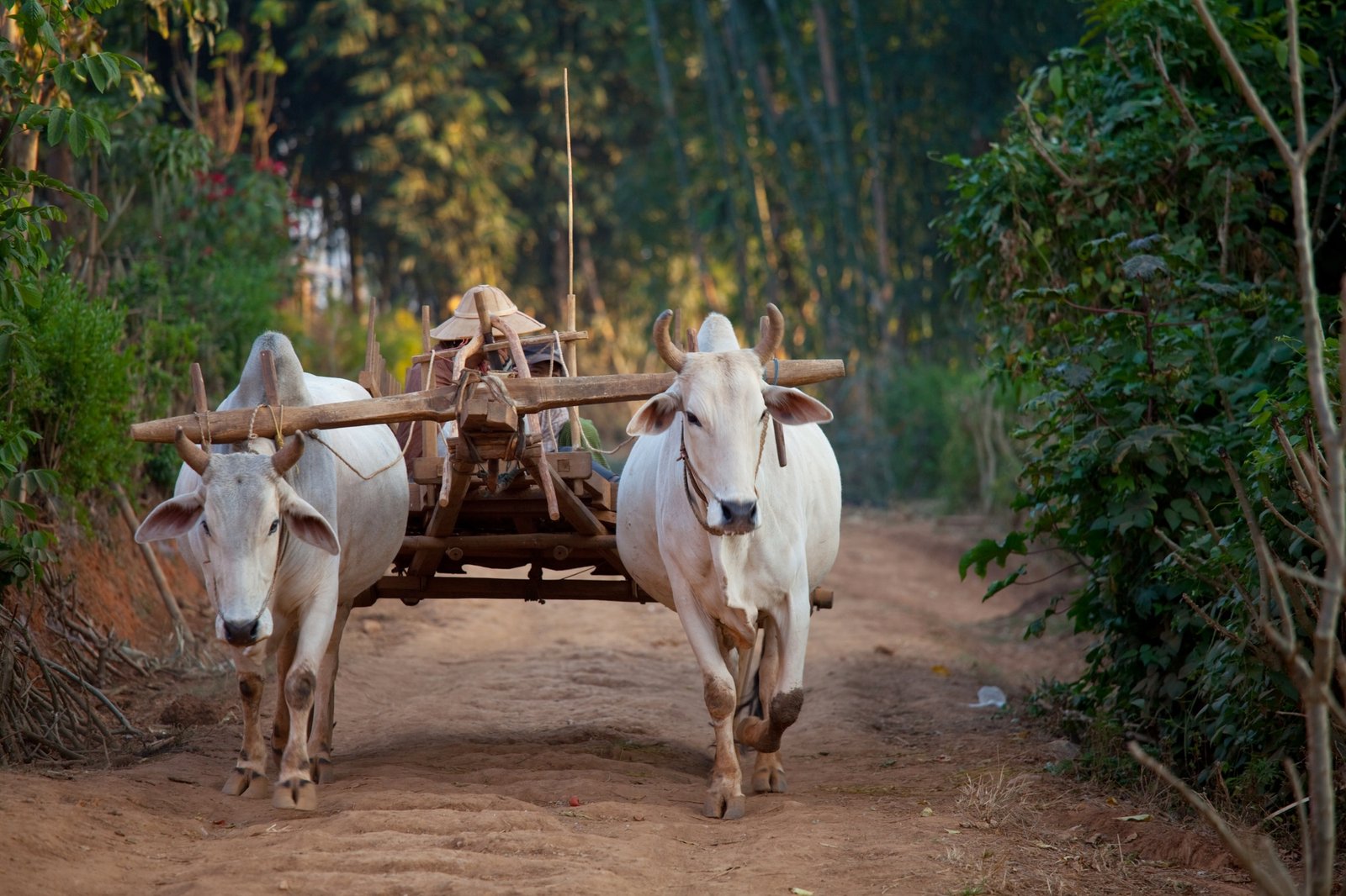 Cow in Asia