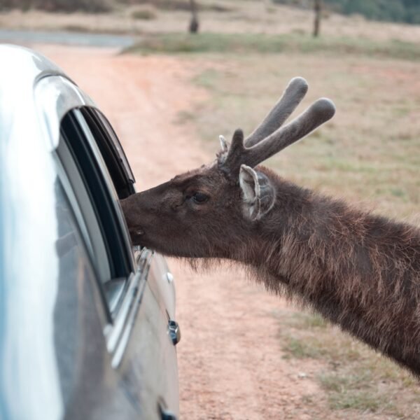 Deer on Sri Lanka