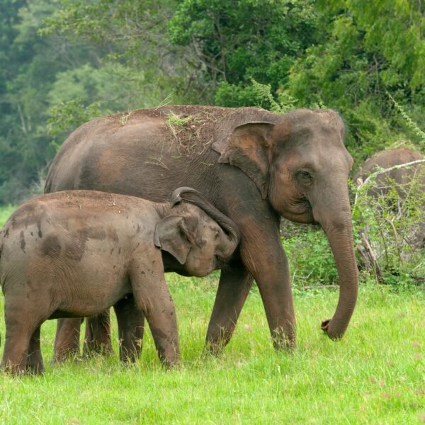 Elephants in National Park of Sri Lanka