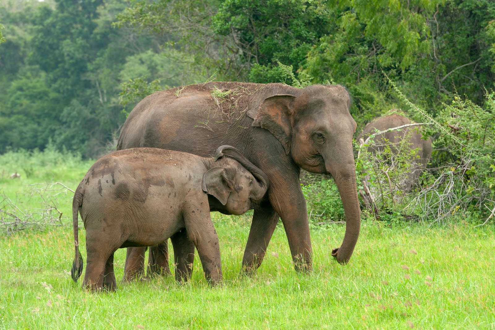 Elephants in National Park of Sri Lanka