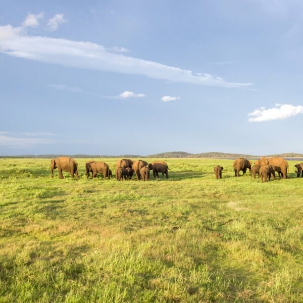 Elephants in the natural environment in Sri Lanka. Amazing habitat.