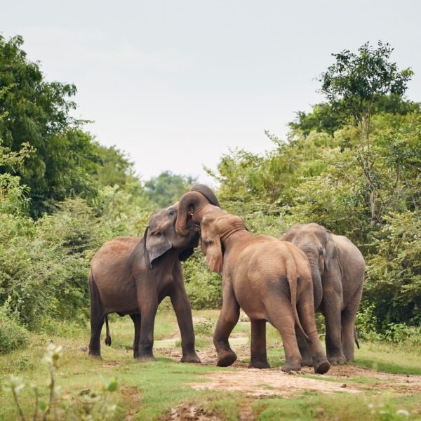 Elephants in the wild in Sri Lanka