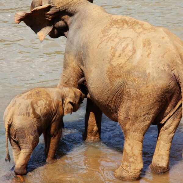 Elephants on Sri Lanka