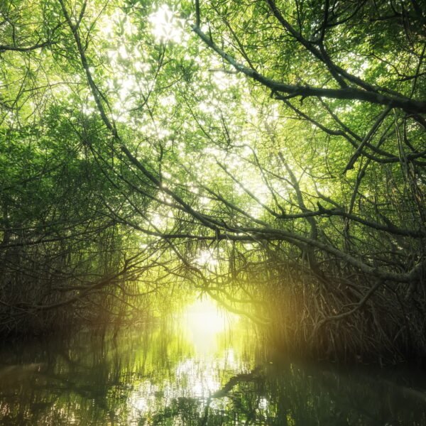 Mangrove rain forest lit by sun. Sri Lanka