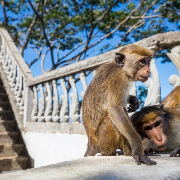 Monkey on Sri Lanka