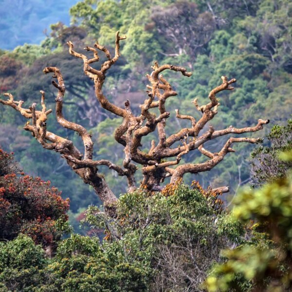 Scenic view in Horton Plains, Sri Lanka