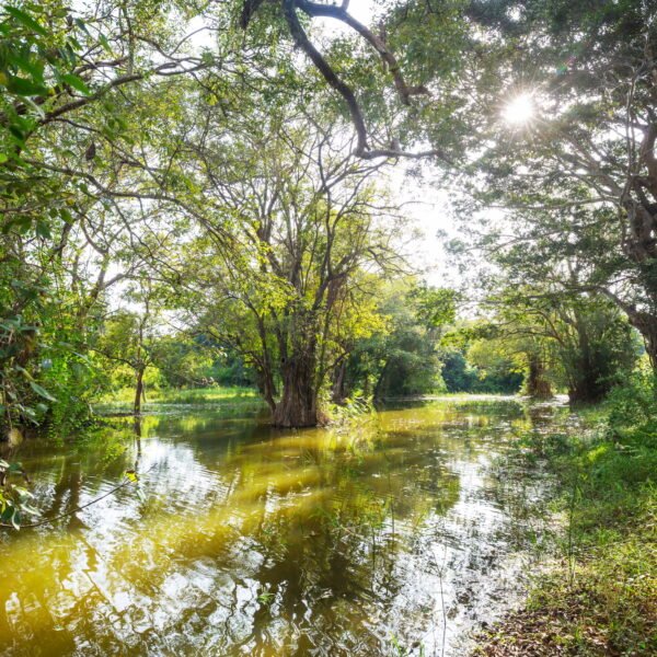 Trees on Sri Lanka