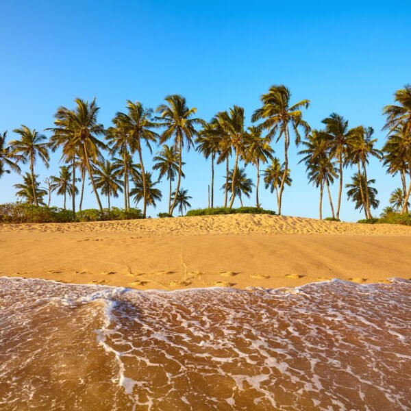 Tropical beach with coconut palm trees at sunset, Sri Lanka.