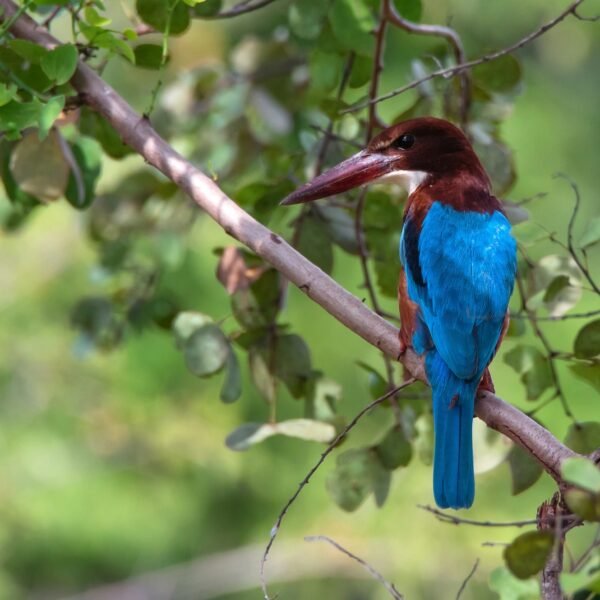 White-throated kingfisher or Halcyon smyrnensis in Sri Lanka