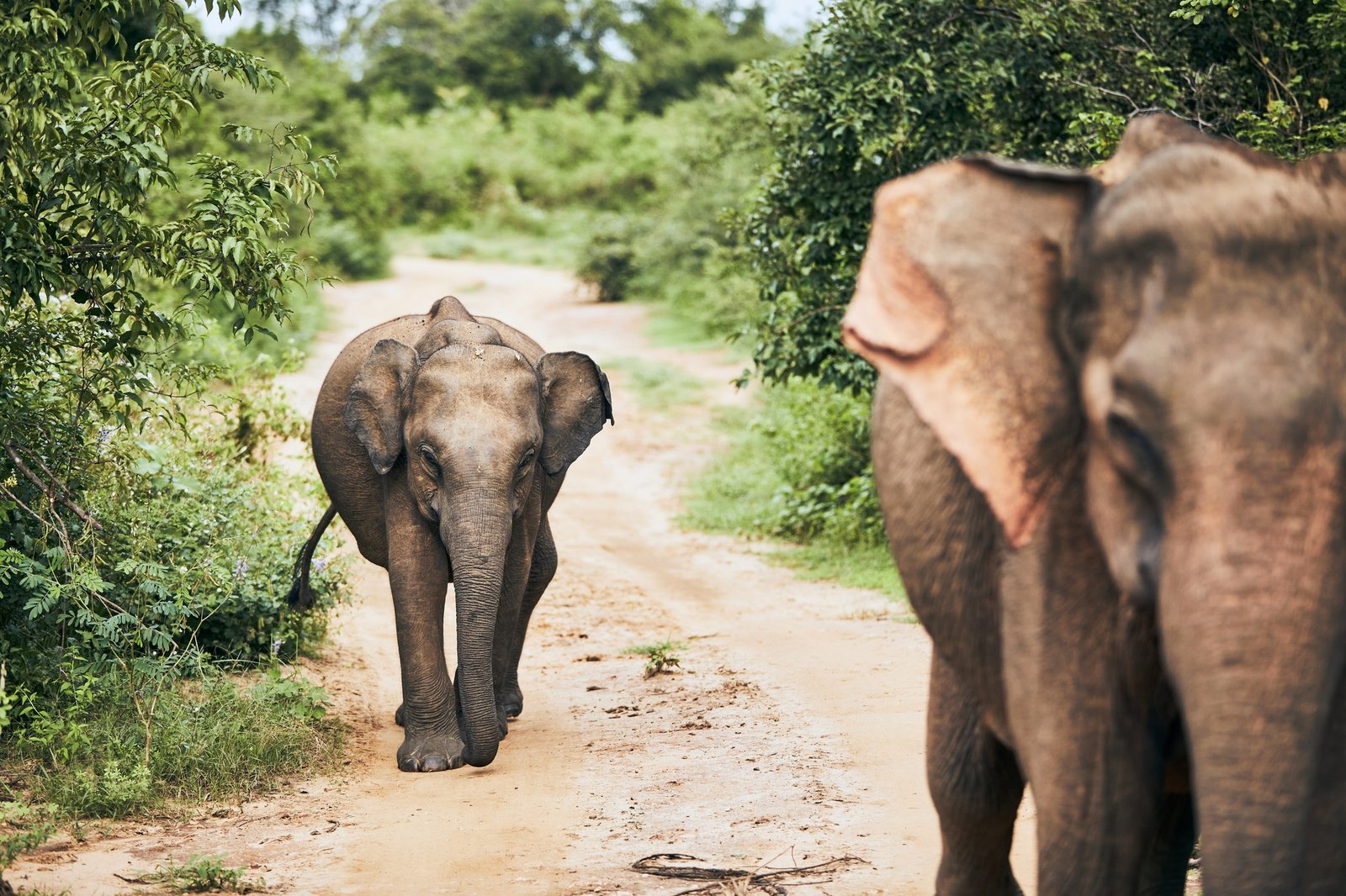 Wildlife elephants in Sri Lanka