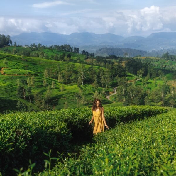 Woman Traveler Walk Against Tea Plantations Landscape Background